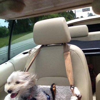 Winding Road Kennel - Excited to go! - Pet Groomers Near Me - Parkersburg, West Virginia Winding Road Kennel - Excited to go! - Pet Groomers Near Me - Parkersburg, West Virginia
