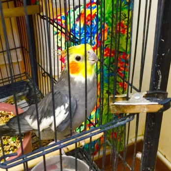 For The Birds And More - Sweet cockatiels... - Pet Groomers Near Me - Bakersfield, California For The Birds And More - Sweet cockatiels... - Pet Groomers Near Me - Bakersfield, California