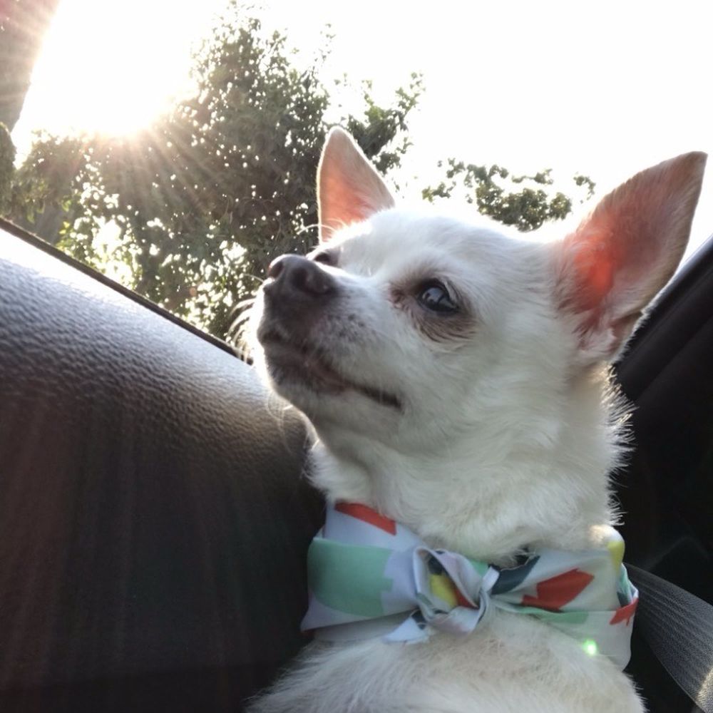 PetSmart - Pet Training Near Me - Rosemead, California