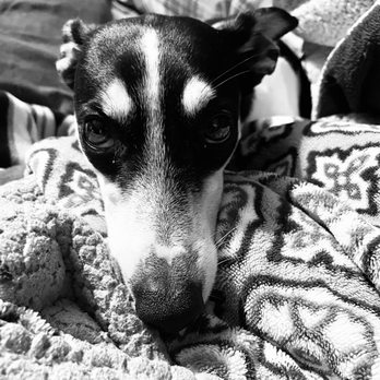 Benchmark Animal Hospital - Peanut loves Lisa! - Veterinarians Near Me - Perkins, Oklahoma Benchmark Animal Hospital - Peanut loves Lisa! - Veterinarians Near Me - Perkins, Oklahoma