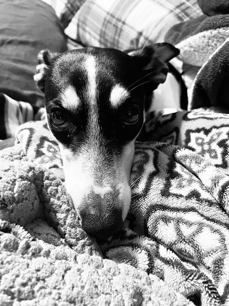 BENCHMARK ANIMAL HOSPITAL Updated October 2024 1701 W 116th St