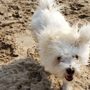 Photo of Gillson Park Dog Beach