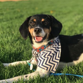 Walks, Wags, Runs N Rolls! - We always enjoy a little bit of grass play! - Dog Walkers Near Me Walks, Wags, Runs N Rolls! - We always enjoy a little bit of grass play! - Dog Walkers Near Me