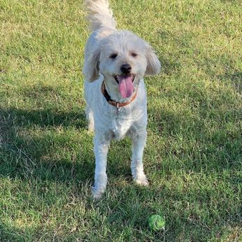 All About Restful Pets - Pet Hospice Near Me