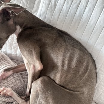 Paws 'n' Rec - Jones - Lost 25% of his body weight in 2 weeks - Pet Training Near Me - Las Vegas, Nevada