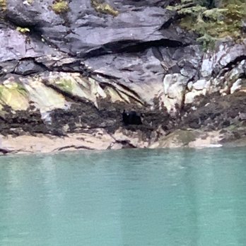 Allen Marine Tours - Black bear 9/17/21 - Tours Near Me