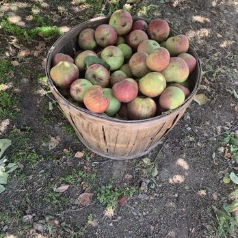 Willowbrook Apple Farm - Pick Your Own Farms Near Me - Oak Glen, California Willowbrook Apple Farm - Pick Your Own Farms Near Me - Oak Glen, California