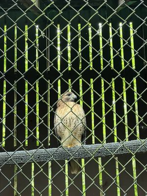 Carolina Raptor Center by null