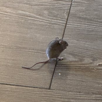 Fujiyama - Mouse in the restaurant eating scraps on the floor. - Japanese Near Me - Salinas, California
