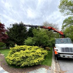 Affordable Tree Removal