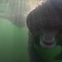 Photo of Crystal River Manatee Adventures