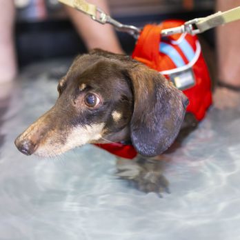 Ace of Paws - Underwater treadmill - Veterinarians Near Me - Albuquerque, New Mexico Ace of Paws - Underwater treadmill - Veterinarians Near Me - Albuquerque, New Mexico