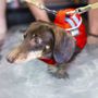 Photo of Ace of Paws