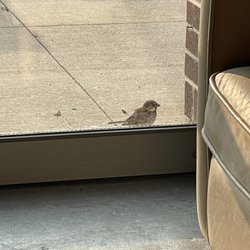 The Abbey Coffee - Bird