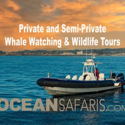 Ocean Safaris - Our boat "SAFARI" a 33' Zodiac Hurricane 920 with twin motors.  Seats 6 guests in comfortable seats for a private semi-private tour