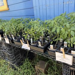 Arnosky Family Farm Market - Various tomato plants