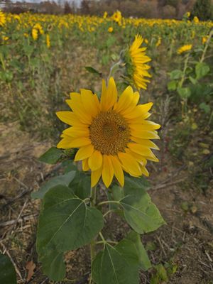 September Farm by null