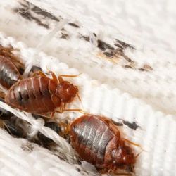 Crawdad Pest Control