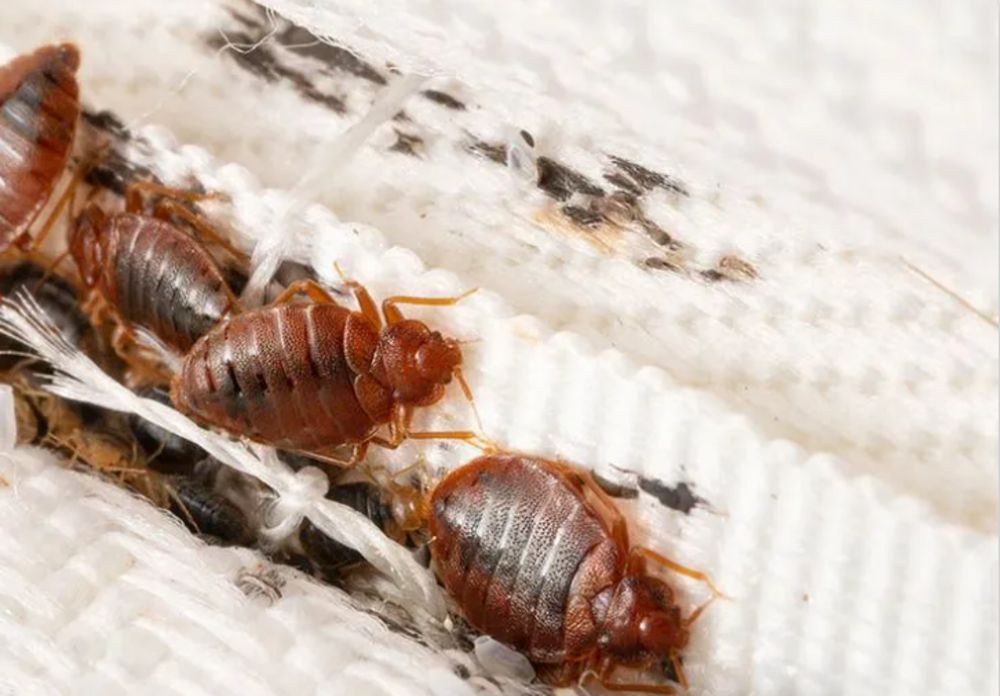 CRAWDAD PEST CONTROL Updated October 2024 520 Transcontinental Dr