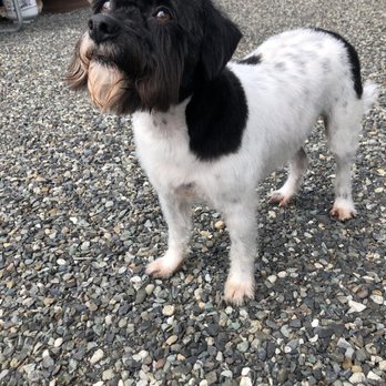Pooch Palace & Kitty Kastle - Post haircut! Looking so fresh - Dog Walkers Near Me - Ferndale, Washington Pooch Palace & Kitty Kastle - Post haircut! Looking so fresh - Dog Walkers Near Me - Ferndale, Washington