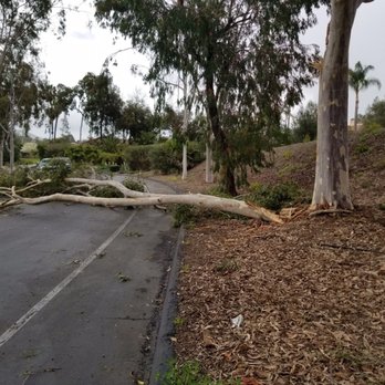JJ Tree service - Tree Services Near Me