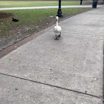 Lake Eola Park - Parks Near Me - Orlando, Florida Lake Eola Park - Parks Near Me - Orlando, Florida