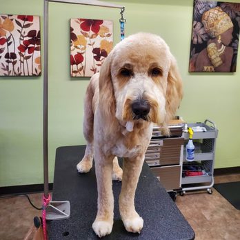 Good Vibes Grooming - Pet Groomers Near Me - Denver, Colorado Good Vibes Grooming - Pet Groomers Near Me - Denver, Colorado