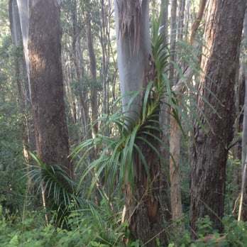 Aiea Loop Trail - Love being outdoors! - Hiking Near Me - Aiea, Hawaii Aiea Loop Trail - Love being outdoors! - Hiking Near Me - Aiea, Hawaii