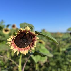 Seiple Farms - Sunflower festival 2023