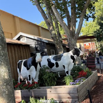 Alameda County Fair - Cow display - Festivals Near Me - Pleasanton, California Alameda County Fair - Cow display - Festivals Near Me - Pleasanton, California