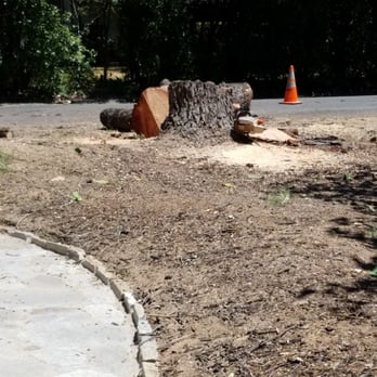 Vazquez Tree Service - Tree Services Near Me