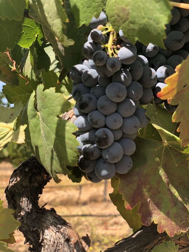 SCOTT HARVEY WINES 19 Photos & 15 Reviews 35265 Willow Ave