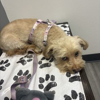 Veterinary Eye Clinic - Veterinarians Near Me - Alhambra, California