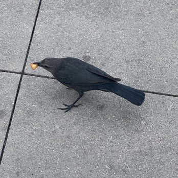 Burnt Crumbs - Bird - New American Near Me - Irvine, California Burnt Crumbs - Bird - New American Near Me - Irvine, California