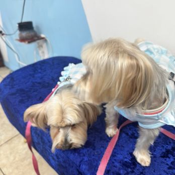 Cristy's Grooming - Luna & Sol - Pet Groomers Near Me - Melbourne, Florida