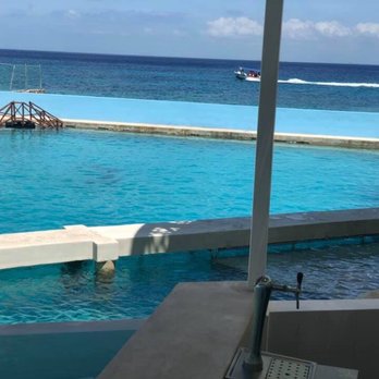 Dolphinaris - Beautiful dolphins overlooking the Caribbean - Arts & Entertainment Near Me - San Miguel de Cozumel, ROO