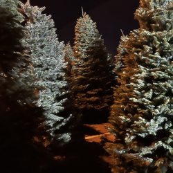 Valley View Christmas Trees