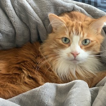 PET Emergency Treatment - One happy kitty - Emergency Pet Hospital Near Me - Anchorage, Alaska PET Emergency Treatment - One happy kitty - Emergency Pet Hospital Near Me - Anchorage, Alaska