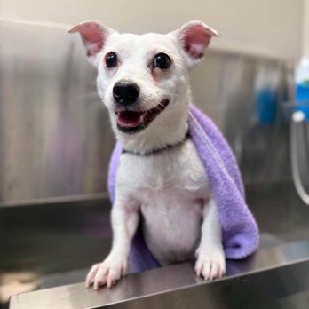 Pawssentials - Pet Groomers Near Me - Milpitas, California Pawssentials - Pet Groomers Near Me - Milpitas, California