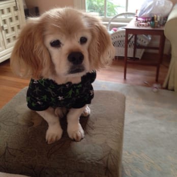 The Nautical Dog - Sam in his Army man shirt from the ND - Pet Stores Near Me - Williamsburg, Virginia The Nautical Dog - Sam in his Army man shirt from the ND - Pet Stores Near Me - Williamsburg, Virginia