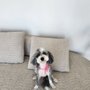 Photo of Puppy Day