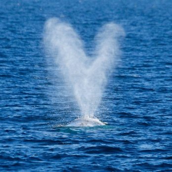 Blue Ocean Whale Watch - Whale Watching Tours Near Me - Moss Landing, California