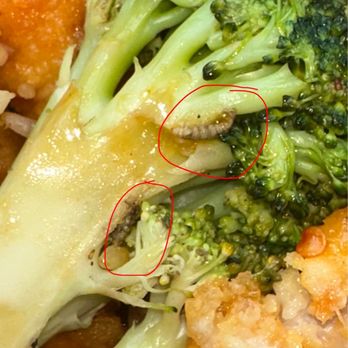Mo's Chinese Kitchen - Maggots. Bugs. Eggs - Chinese Near Me - Orland Park, Illinois Mo's Chinese Kitchen - Maggots. Bugs. Eggs - Chinese Near Me - Orland Park, Illinois