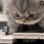 Photo of Andrews Piano Tuning Service