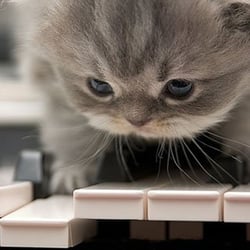 Andrews Piano Tuning Service - Start them young !
