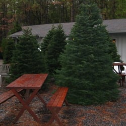 North Star Tree Farm