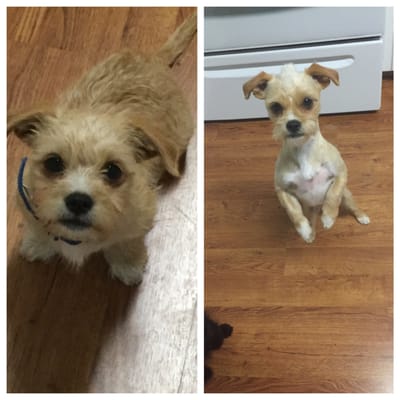 Candy's Dog Grooming