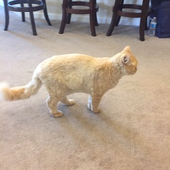 Kim's Pet Grooming - Pet Groomers Near Me - Boise, Idaho