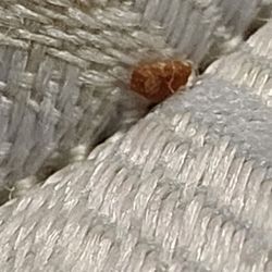 motel 6 - Bed bug