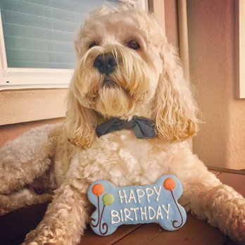 It's A Barking Lot - Bixby's belated birthday haircut :-) - Pet Groomers Near Me - Brookings, Oregon